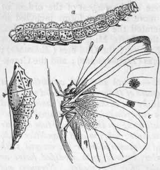 Fig. 189.   Large White Cabbage Butterfly (Pieris brassicae). a Larva or caterpillar; b Pupa or chrysalis ; c Imago or perfect insect.