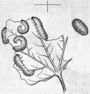 Fig. 191.   Gooseberry Saw fly ( Tenthredo grossu lariae), larva, pupa, and imago.