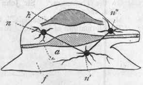 Fig. 196.   Diagram of a Mollusc. a Alimentary canal; h Heart; f Foot; n Cerebral ganglion ; n' Pedal ganglion ; n