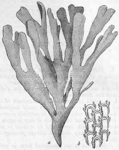 Fig. 197.   Flustra foliacea, one of the Sea mats. a Portion of the colony, natural size ; b A fragment magnified, to show the cells in which the separate polypides are contained.