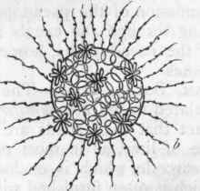 Fig. 20.   Morphology of Radiolaria. a Siliceous fenestrated test of Collosphaera Huxleyi; b Sphaerozoum morum, showing cellaeform bodies, compound groups of spicules, and radiating pseudopodia.