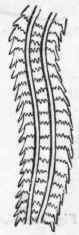 Fig. 213.   Fragment of the lingual ribbon or odontophore of the common Whelk (Buccinum undatum), magnified. (After Woodward.)
