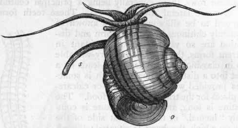 Fig. 214.   Ampullaria canaliculata, one of the Apple shells, o Operculum ; s Respiratory siphon.