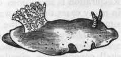 Fig. 219.   Nudibranchiata. Doris Fohnstoni, one of the Sea lemons.