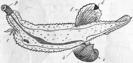 Fig. 220.   Heteropoda. Carinaria cymbium. p Proboscis; t Tentacles ; bBranchiae; s Shell; f Foot; d Disc. (After Woodward.)
