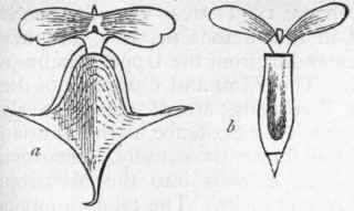 Fig. 222.   Pteropoda. a Cleodora pyramidata ; b Cuvieria columnella. (After Woodward.)
