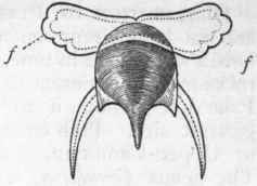 Fig. 223.   Hyalea tridentata, showing the shell and the lateral fins attached to the sides of the head.