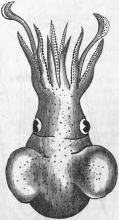 Fig. 224.   Cephalopoda. Sepiola Atlanlica, one of the Cuttle fishes. (After Woodward.)
