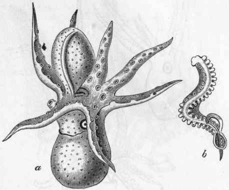 Fig. 228. a Male of Argonaut a argo, with the hectocotylised arm still contained in its enveloping cyst, four times enlarged (after H. Muller); b Hectocotylus of Tremoc topus violaceus. (After Kolliker.)