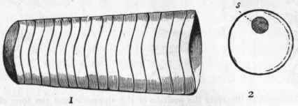 Fig. 235.   Orthoceras explorator, Billings. 1. Side view of a fragment, showing the septa. 2. Transverse section of the same, showing (s) the siphuncle.
