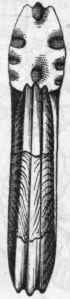 Fig. 236.   Ammonites bifrons, from the Lias.