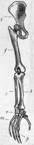Fig. 243.   Pelvic limb (hind   limb) of Chimpanzee (after Owen). i Innominate bone; f Femur or thighbone ; t Tibia; s Fibula ; r Tarsus ; m Metatarsus; p Phalanges of the toes.