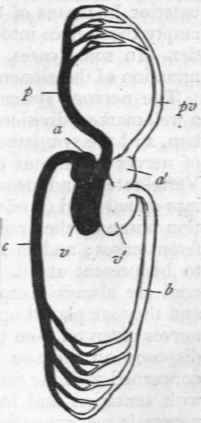 Fig. 246.   Diagram of the circulation of a Mammal. The venous system is marked black ; the arterial system is left white. a Right auricle ; v Right ventricle; p Pulmonary artery, carrying venous blood to the lungs; pv Pulmonary veins, carrying arterial blood from the lungs; a' Left auricle ; v' Left ventricle ; b Aorta, carrying arterial blood to the body; c Vena cava, carrying venous blood to the heart.