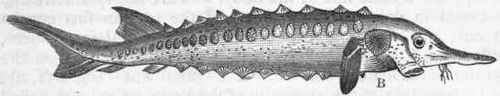 Fig. 253.   A, Sword fish, showing homocercal tail; B, Sturgeon, showing the 