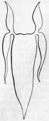 Fig. 258.   Swim bladder of Corvina trispinosa, showing appended caeca.
