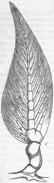 Fig. 264.   Skeleton of the pectoral fin of Ceratodus, showing the median axis and divergent branches on each side. c Carpal cartilage. (After Gunther.)