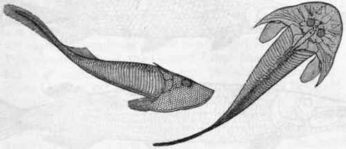 Fig 267.   Cephalaspis Lyellii.