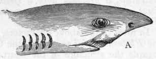 Fig. 268.   A, Head of Piked Dog fish (Spinax), showing the transverse mouth on the under surface of the head, and the apertures of the gill pouches. B, Diagram of the structure of the gill pouches: o o External apertures; i i Apertures leading into the pharynx; s s Gill sacs, containing the fixed gills.