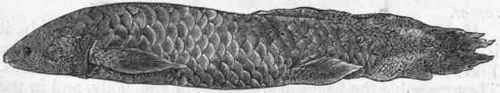 Fig. 273. Ceratodus Forsteri, the Australian Mud fish, reduced in size.