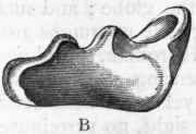 Fig. 274.   A, Dental plate of Ceratodus serratus, Keuper. B, Dental plate of Ceratodus alius, Keuper. (After Agassiz.)