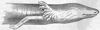 Fig. 279.   Head and fore part of the body of Proteus anguinus, showing the external branchiae and tridactylous fore limb.