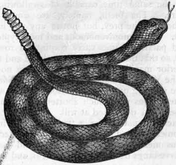 Fig. 295.   The Rattlesnake (Crotalus horridus).