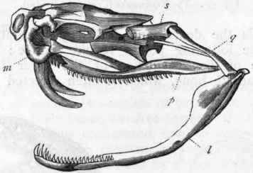 Fig. 297   Skull of the Rattlesnake (after Dumeril and Bibron). / Left ramus of the lower jaw, united to the skull by the quadrate bone (q); m Upper jaw carrying the poison fang ; p Series of teeth upon the palate.