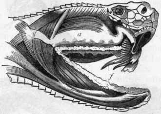 Fig 298.   The head of the Rattlesnake, dissected to show the poison gland (a) and poison fangs (f). (After Duvernoy.)