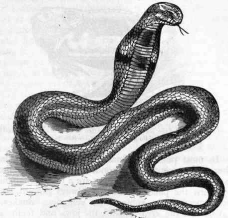 Fig. 299.   The Naja Haje, a venomous Colubrine Snake.