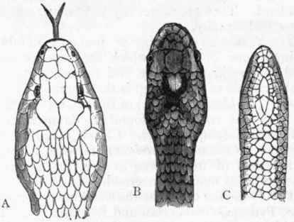 Fig. 300.   A, Head of Colubrine Snake (Coluber natrix); B, Head of Viperine Snake (Pelias berus); C, Head of Blind worm (Anguis fragilis), one of the serpentiform Lizards. (After Bell).