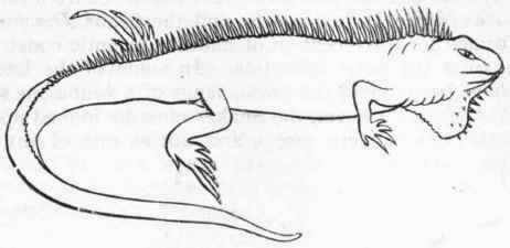 Fig. 301.   Iguana.