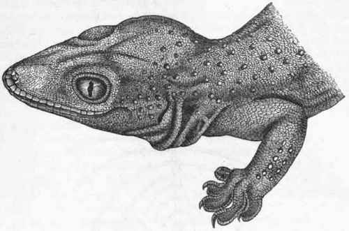 Fig. 305.   Head of Gecko stentor. (After Gunther.)