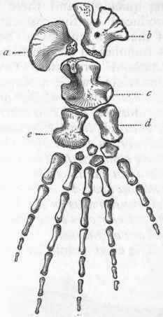 Fig. 308.   Right anterior paddle of Les tosaurus simus, one twelfth of the natural size. (After Marsh.) a Scapula ; b Coracoid ; c Humerus ; d Radius ; e Ulna.