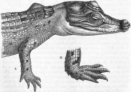 Fig. 309.   A, Head and anterior portion of the body of Crocodilus pondicerianus; B, Hind foot of the same. (After Gunther.)