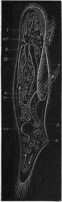 Fig. 31.   Paramaecium, viewed dorsally, and greatly magnified. m Mouth; m to g Gullet; a Anus ; cv' and cv The contractile vesicles; I, II, III, Canals proceeding from the anterior contractile vesicle; n Nucleus; v Large cilia bounding the depression (