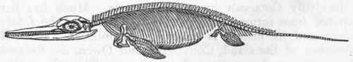 Fig. 311.   Ichthyosaurus communis.
