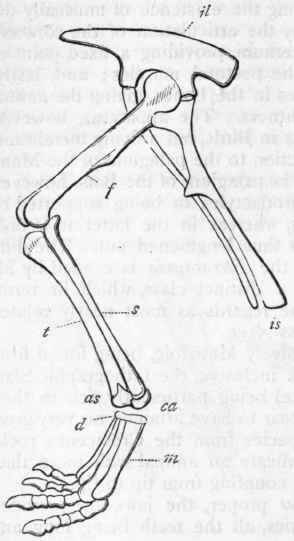 Fig. 318.   Leg of Deinosaur. il Ilium; is Ischium ; f Femur ; t Tibia ; .s Fibula ; as Astragalus; ca Calcaneum ; m Metatarsus. (After Huxley.)
