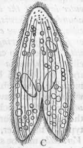 Fig. 32.   A, Paramecium, showing the nucleus (n) and two contractile vesicles (ji). B, Paramecium bursaria (after Stein) dividing transversely: n Nucleus; n' Nucleolus ; v Contractile vesicle. C, Paramecium aurelia (after Ehrenberg), dividing longitudinally.