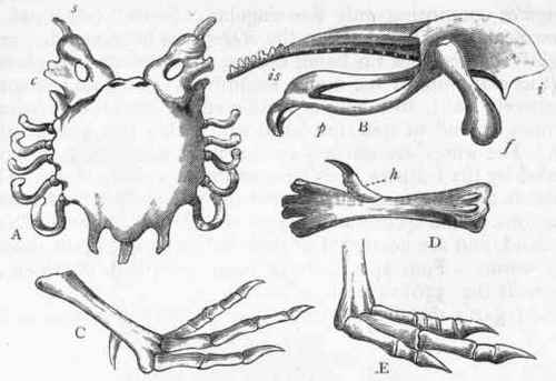 Fig. 329.   Morphology of Cursores. A, Sternum of the Ostrich (Struthio camelus) : a Scapula ; c Coracoid. B, Side view of the pelvis of the Ostrich : i Ilium ; p Pubis; is Ischium ; f Femur. C, Foot of Apteryx australis. D, Tarso metatarsus of the Apteryx, showing the hallux placed high up on its posterior surface. E, Foot of the Rhea americana. *