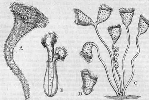 Fig. 33.   A, Stentor Miilleri; B, Vaginicola crystallina; C, Group of Vorticellae; D, Detached bud of Vorticella, showing the posterior circlet of cilia.