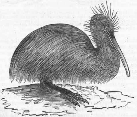 Fig. 330.   Apteryx australis. (Gould.)