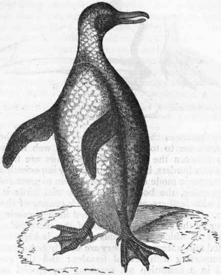Fig. 333.   Jackass Penguin (Spheniscus demersus).