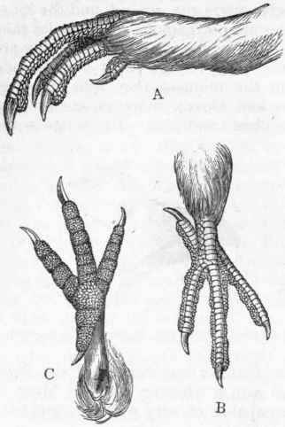 Fig. 339.   A, Foot of Black cock (Tetrao tetrix). B and C, Upper and under views of the foot of the Wood pigeon (Columba palumbus).