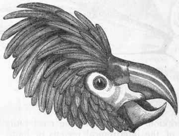 Fig. 343.   Head of Cockatoo.