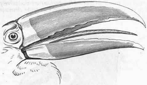 Fig. 344.   Head of Toucan.