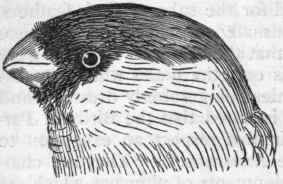 Fig. 346.   Head of the common Bullfinch (Pyrrhula vulgaris), showing the conirostral beak.