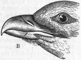 Fig. 348.   A, Foot of the Peregrine Falcon ; B, Head of Buzzard.