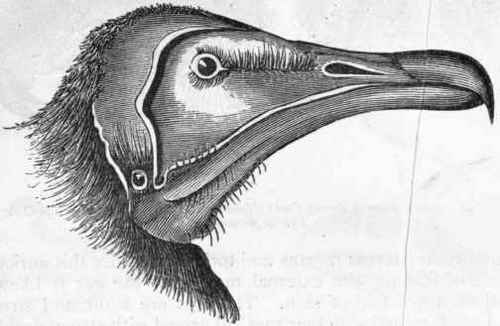 Fig. 350.   Head of Vulture (Neophron percnopteru).