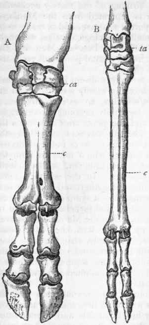 Fig. 354.   A, Fore leg of Ox (Bos taurus). B, Hind leg of Stag (Cervus elaphus). ca Carpus; ta Tarsus; c 