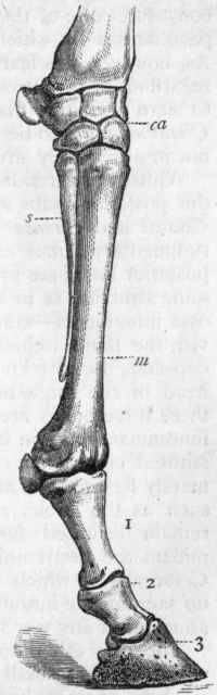 Fig. 355.   Fore leg of Horse. ca Carpus; m Metacarpal of the third digit; s 